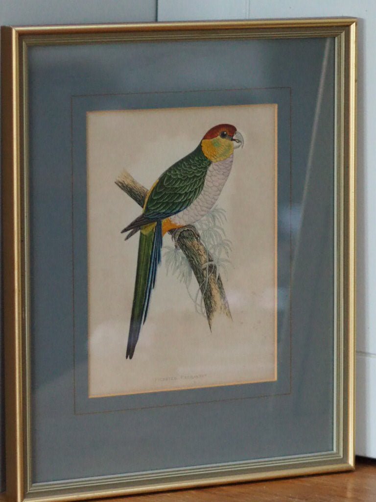 Print of a Pileated Parakeet from W.T. Greene's "Parrots in Captivity - Natalia Willmott