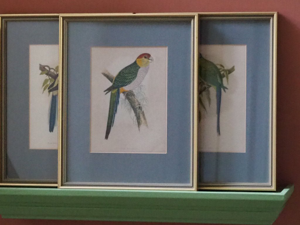 Print of a Pileated Parakeet from W.T. Greene's "Parrots in Captivity - Natalia Willmott