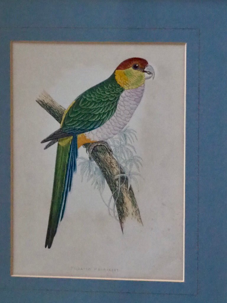 Print of a Pileated Parakeet from W.T. Greene's "Parrots in Captivity - Natalia Willmott
