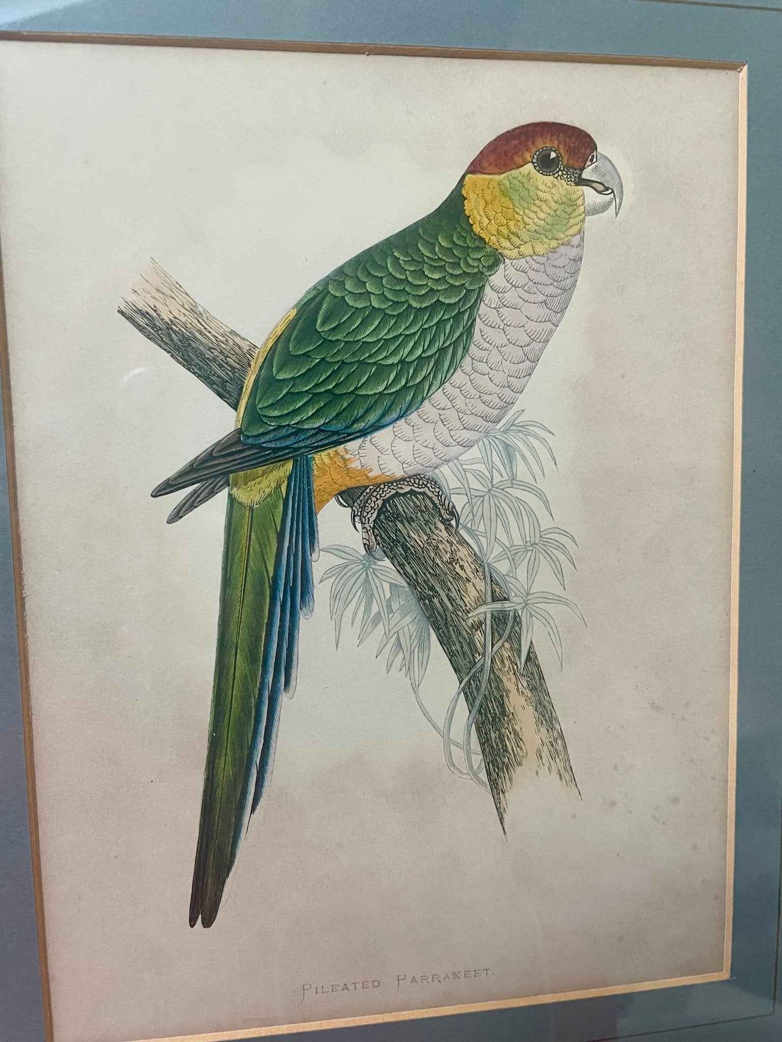 Print of a Pileated Parakeet from W.T. Greene's "Parrots in Captivity - Natalia Willmott