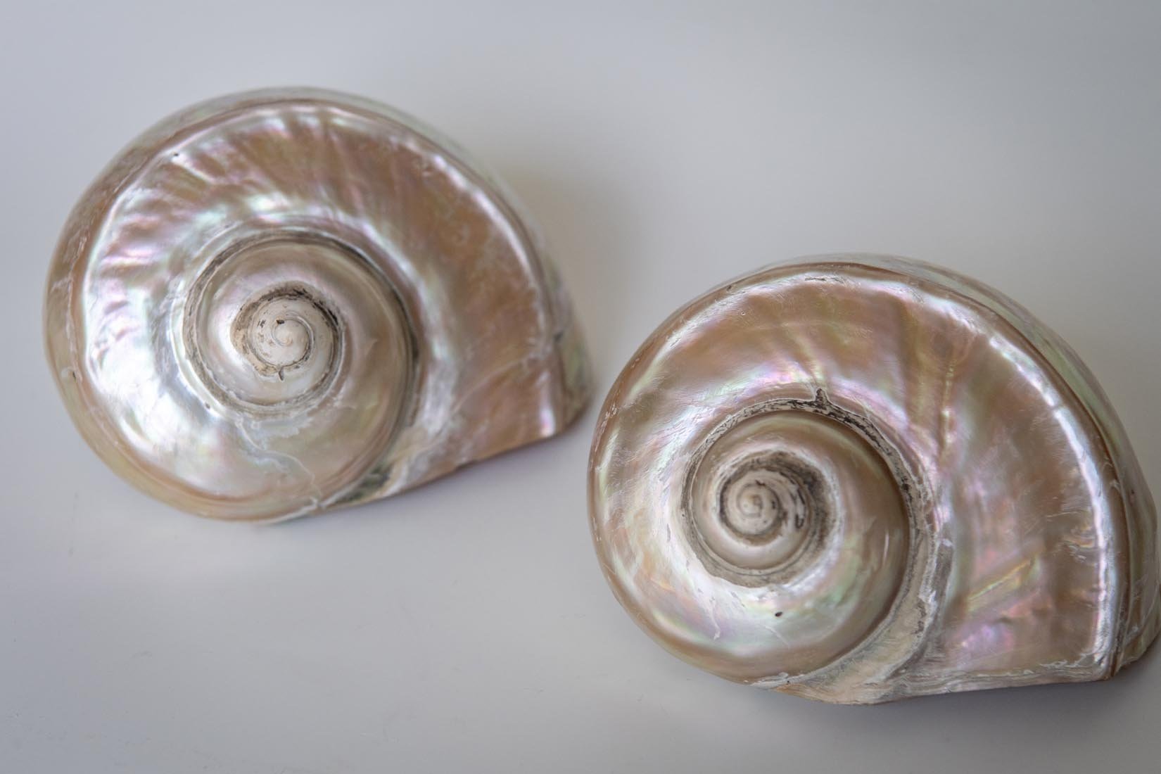 Antique Giant Turbo Marmoratus shell - Natalia Willmott