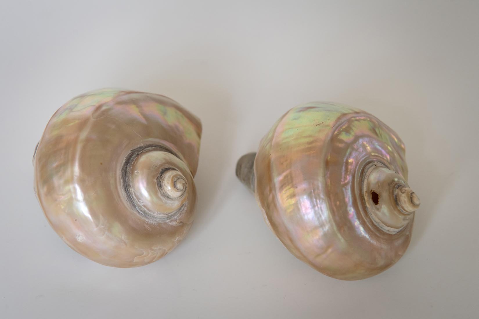 Antique Giant Turbo Marmoratus shell - Natalia Willmott