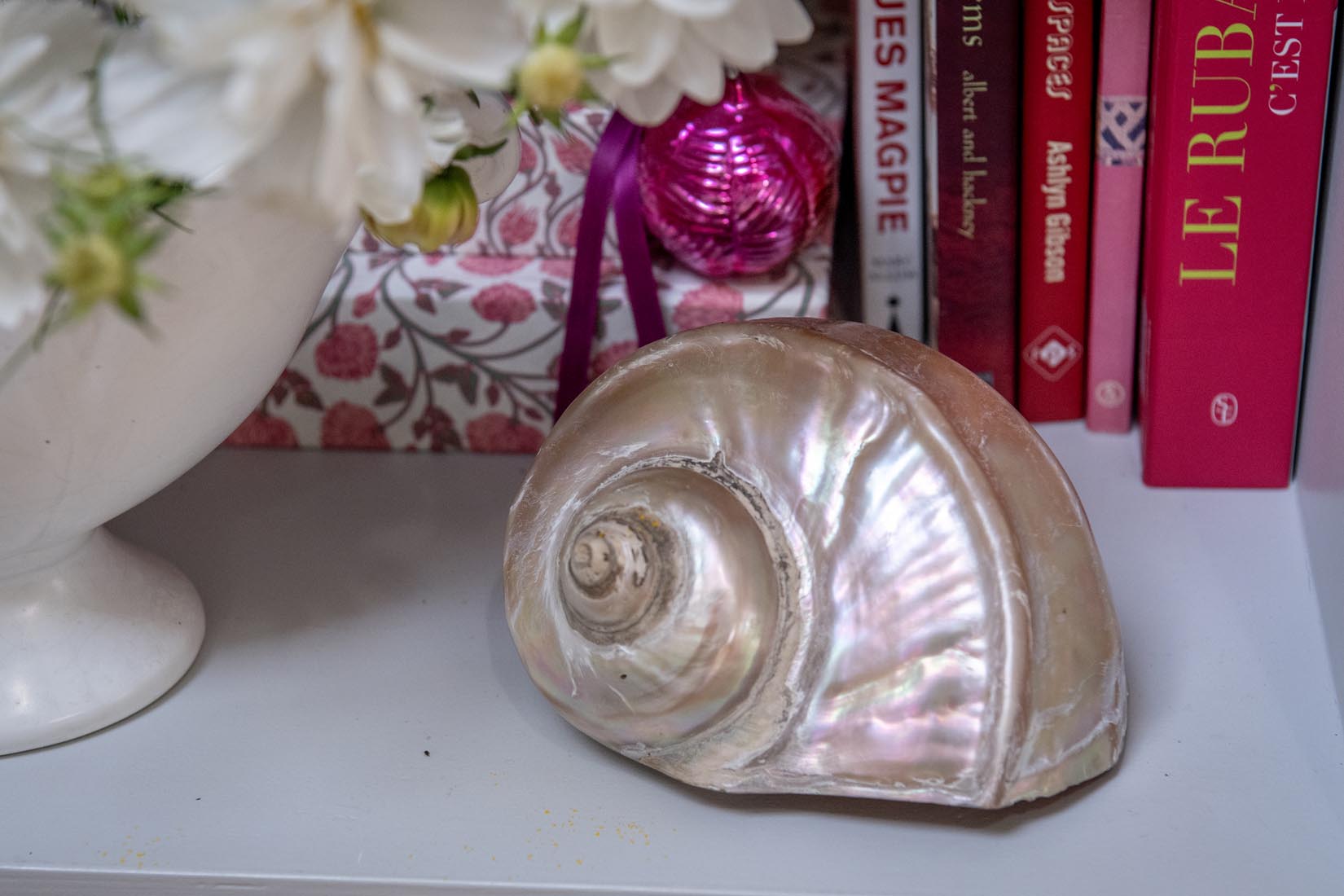 Antique Giant Turbo Marmoratus shell - Natalia Willmott