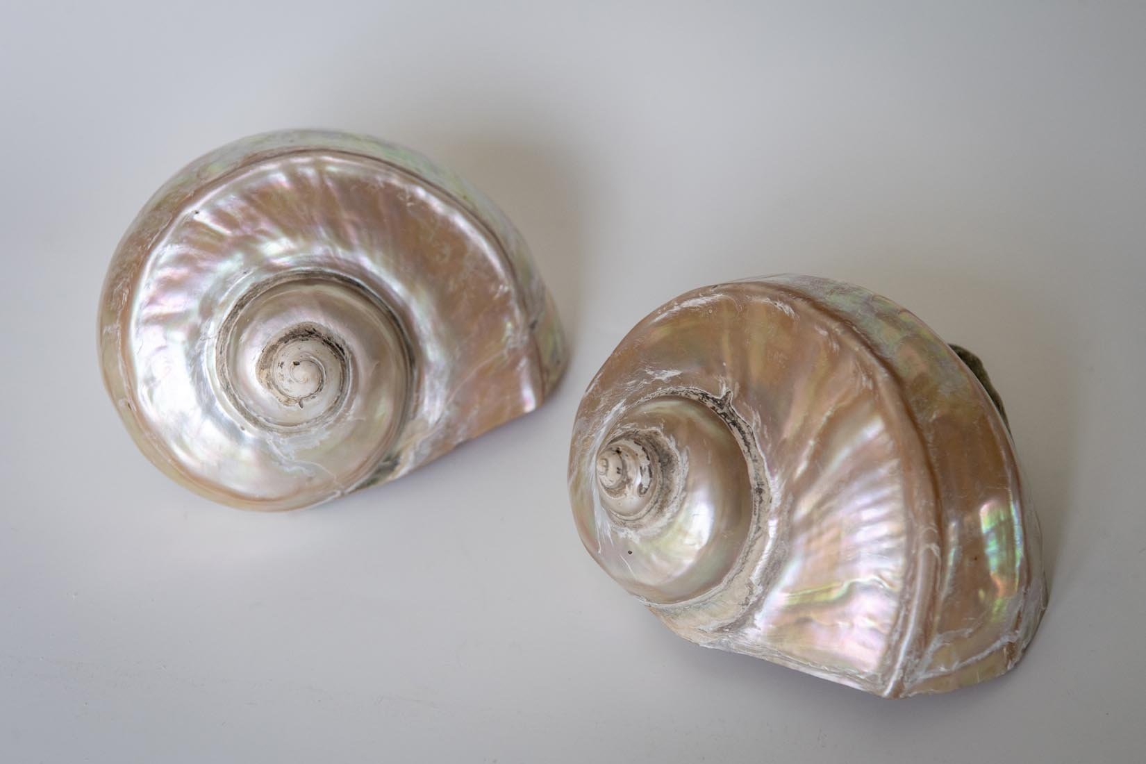 Antique Giant Turbo Marmoratus shell - Natalia Willmott