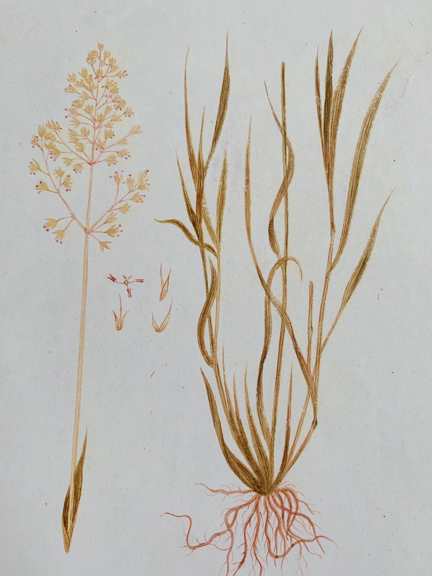 Common bent botanical study - Natalia Willmott