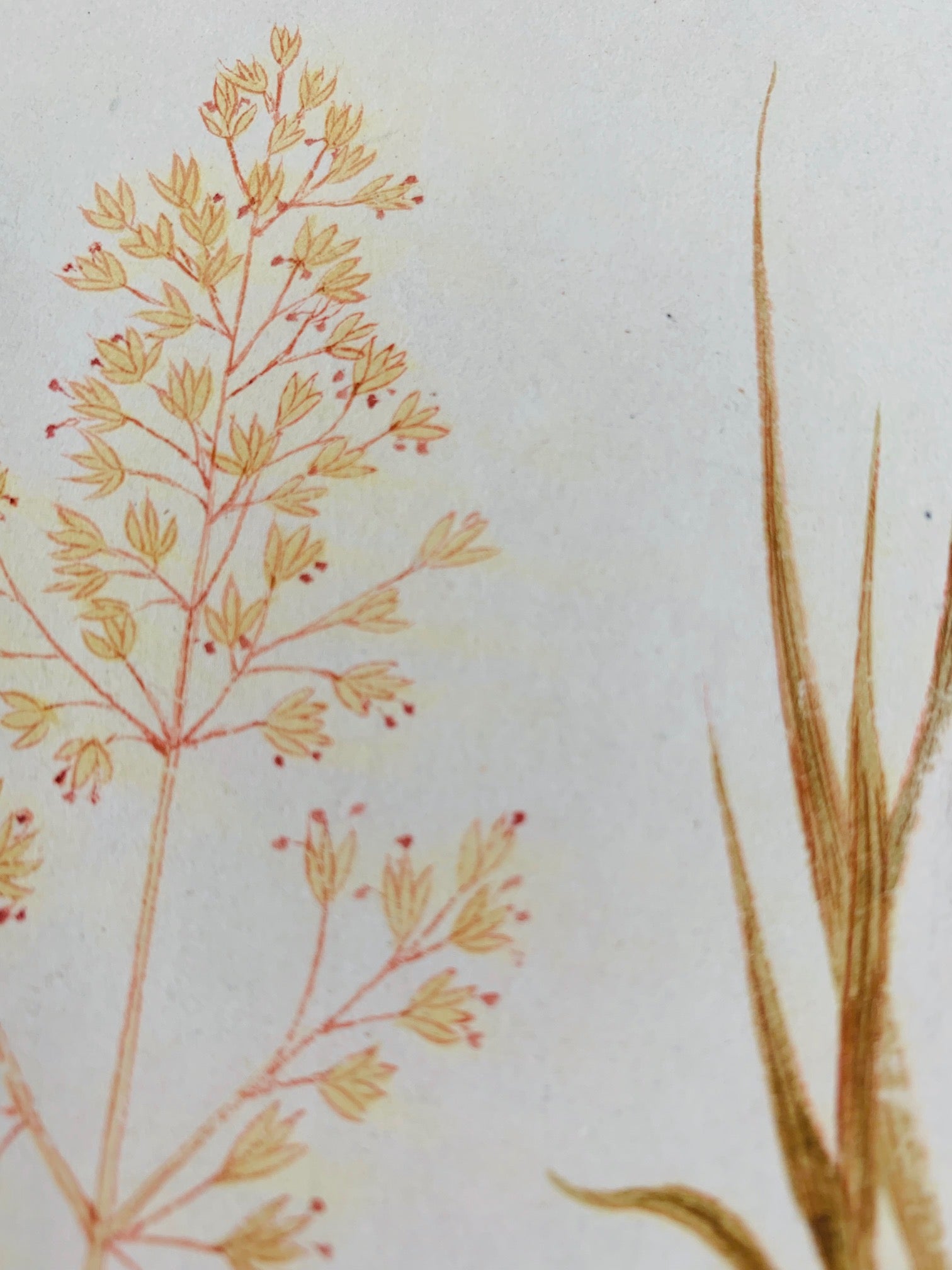 Common bent botanical study - Natalia Willmott
