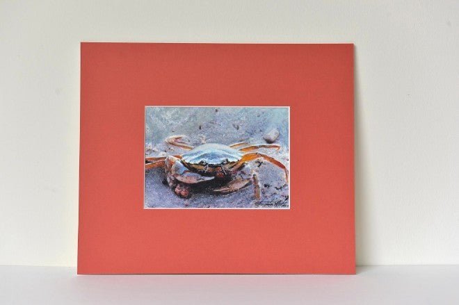 Common shore crab - Natalia Willmott