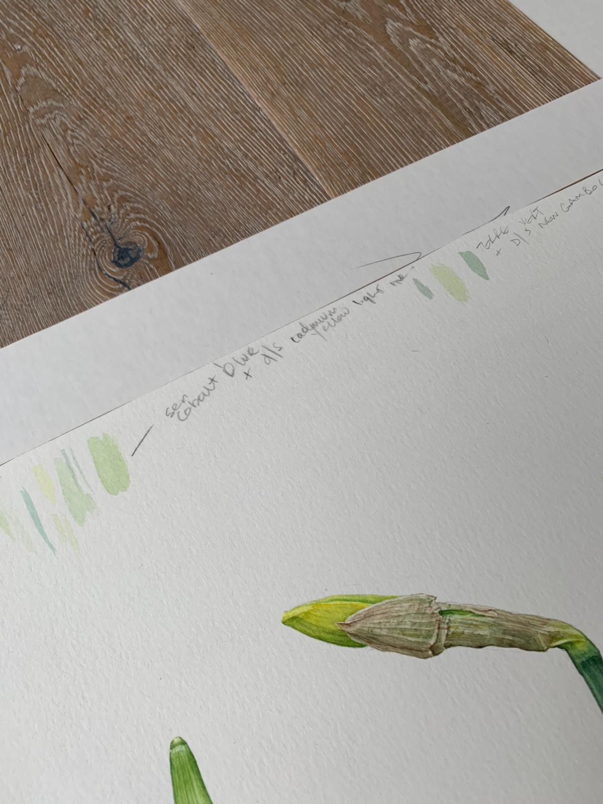 Daffodils watercolour by Mark Azopardi - Natalia Willmott