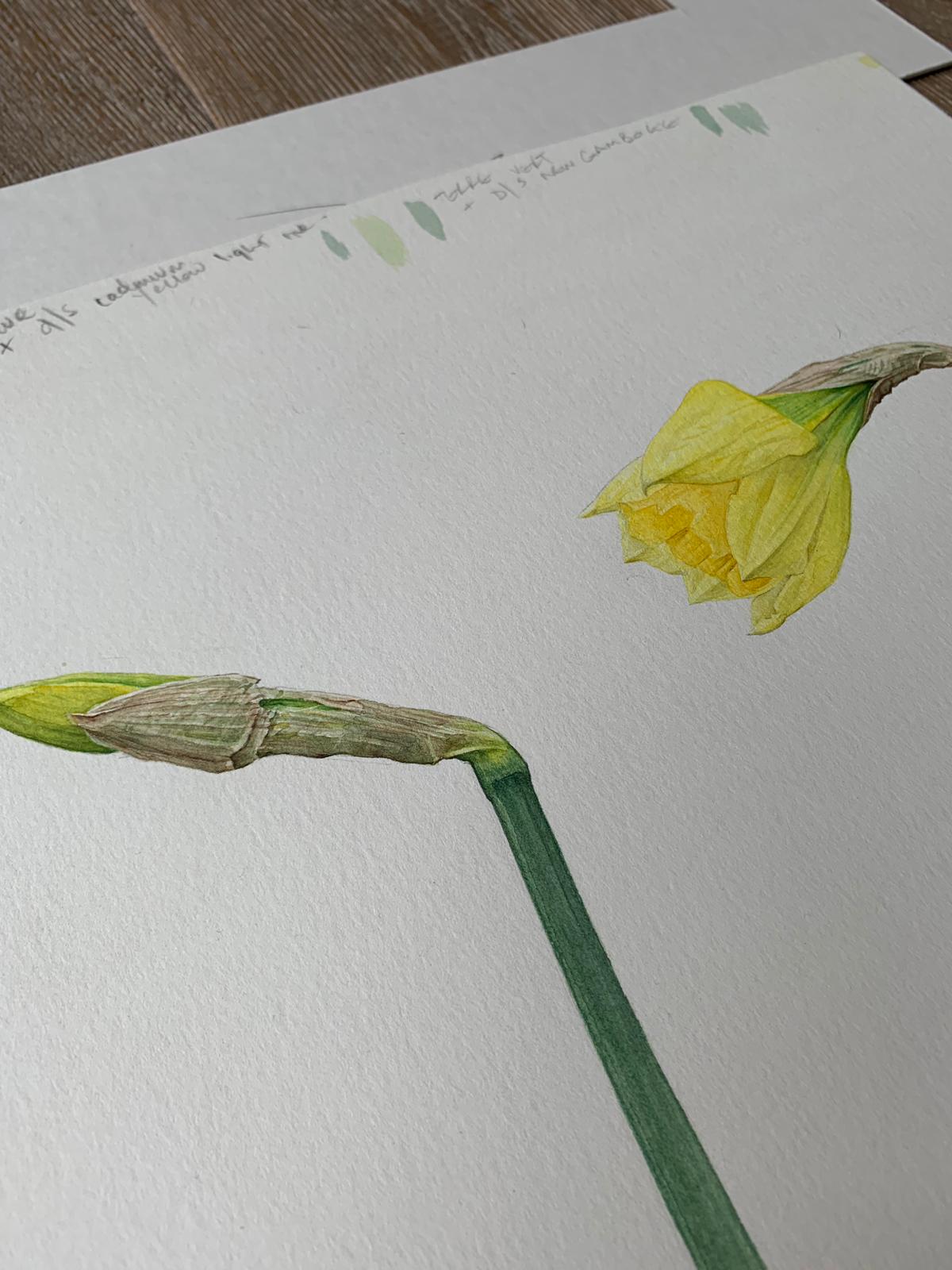 Daffodils watercolour by Mark Azopardi - Natalia Willmott