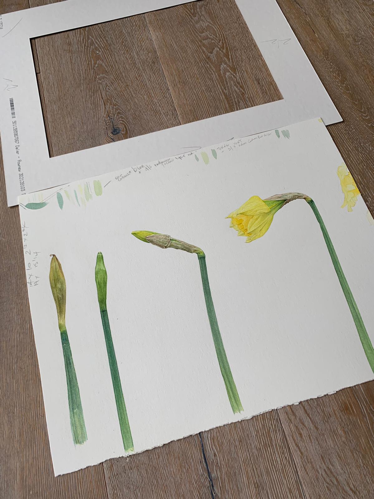 Daffodils watercolour by Mark Azopardi - Natalia Willmott