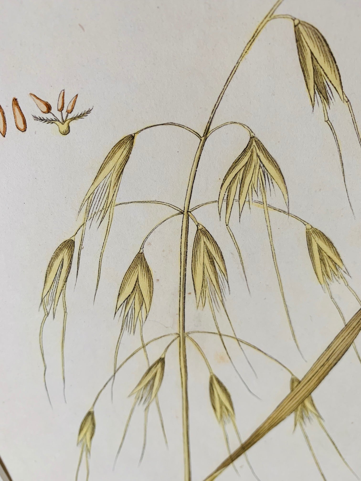 Golden oat grass botanical study - Natalia Willmott