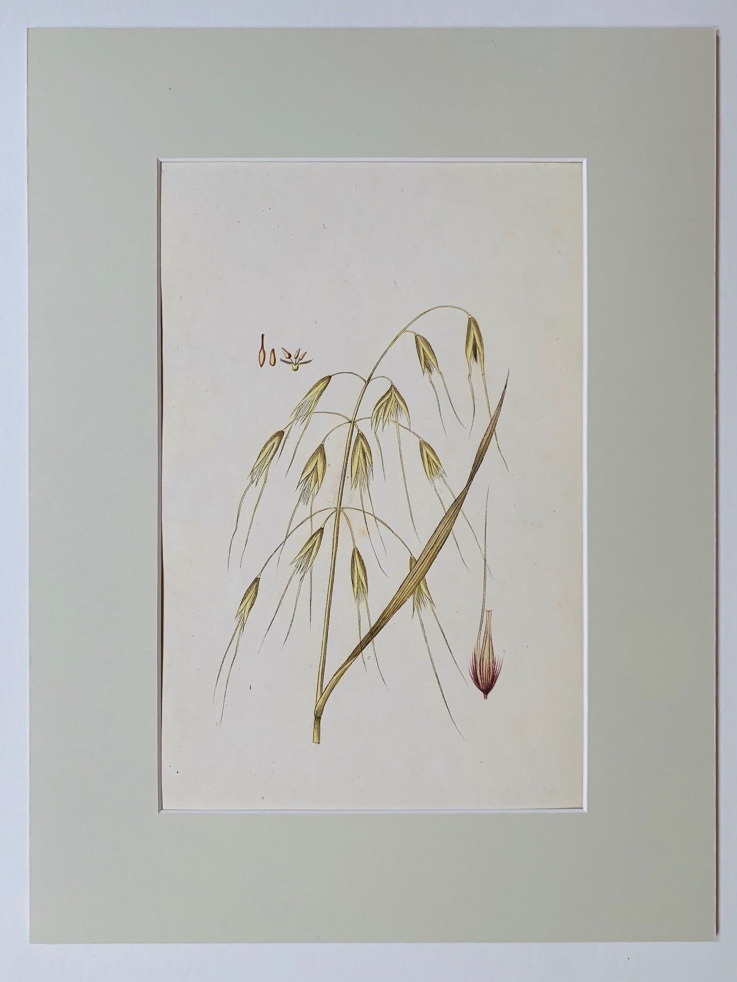 Golden oat grass botanical study - Natalia Willmott