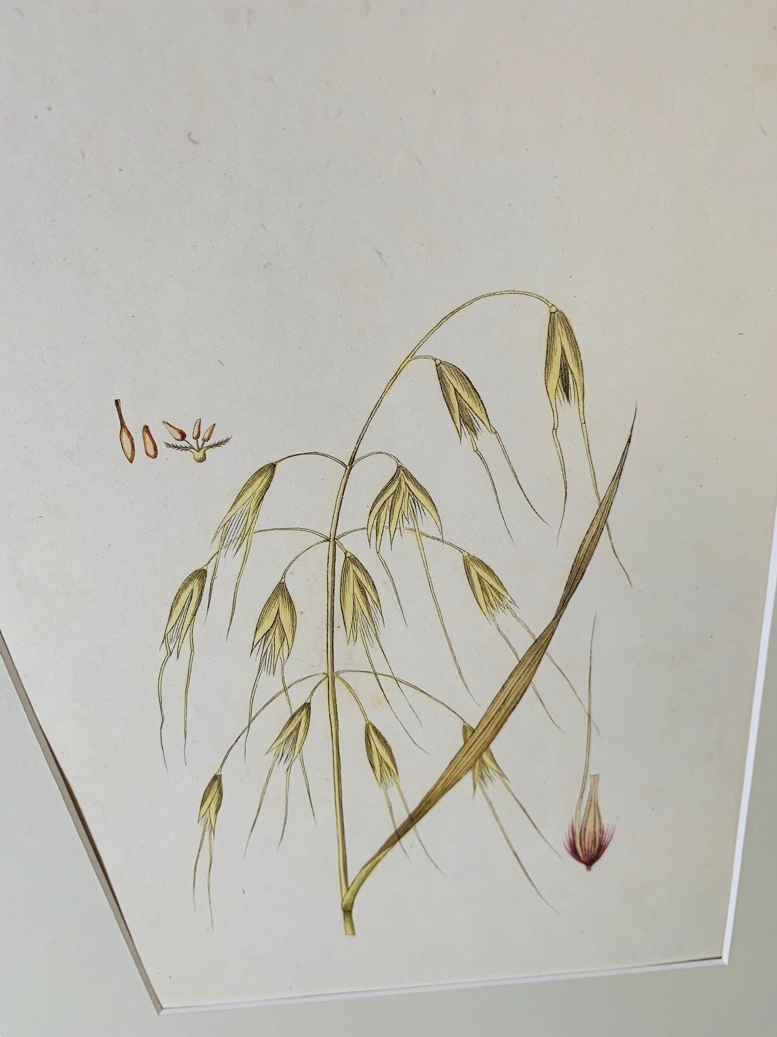 Golden oat grass botanical study - Natalia Willmott