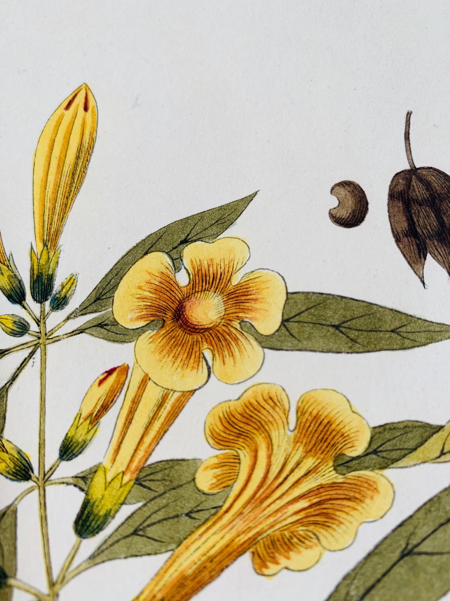 Gum tree botanical study - Natalia Willmott