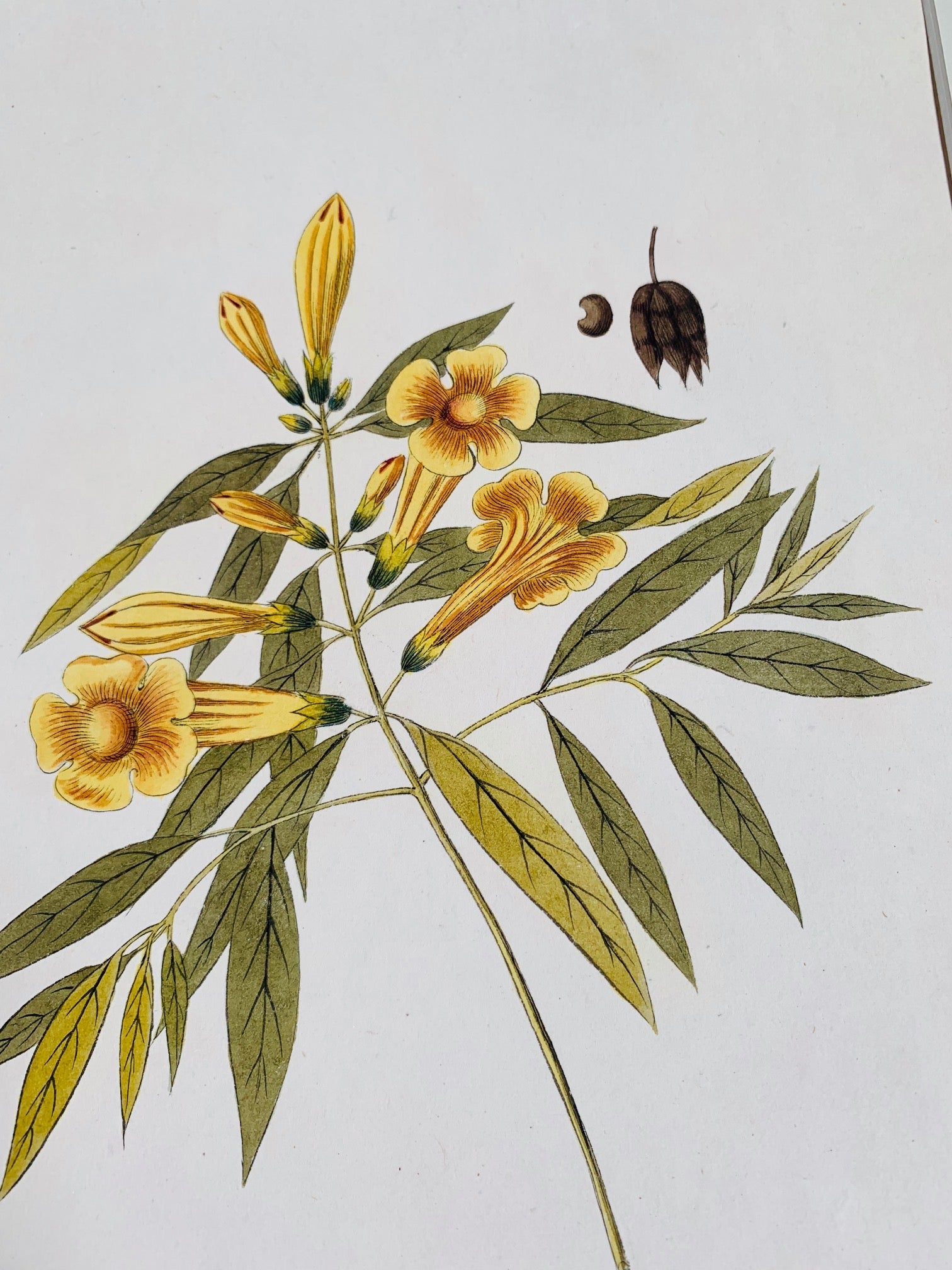 Gum tree botanical study - Natalia Willmott