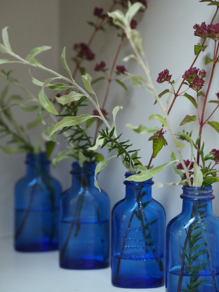 blue bottle for money plant Mid century milk of Magnesia cobalt blue pair of bottles – Natalia Willmott