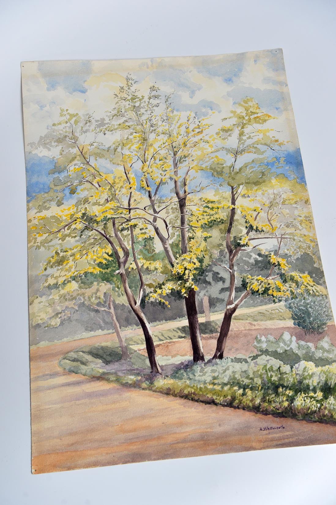 Trees watercolour by A. Whitworth - Natalia Willmott