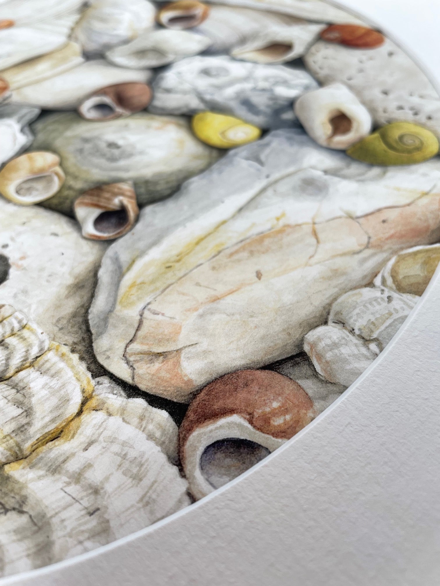 Seashells in Art - Natalia Willmott