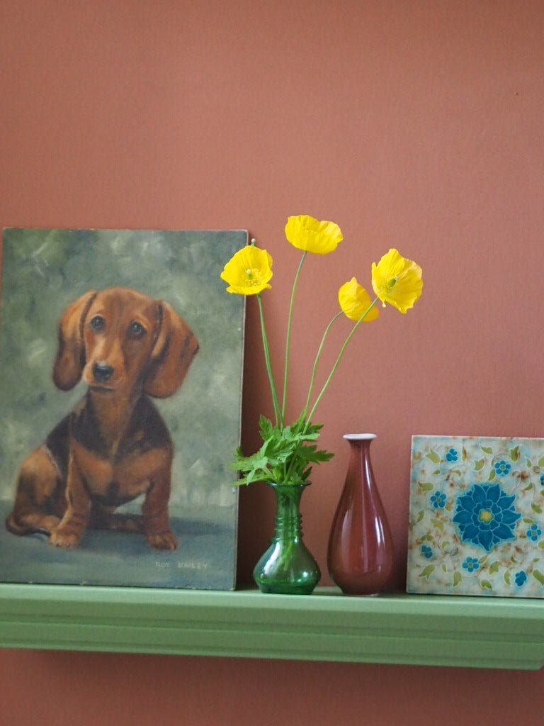 Dachshund portrait - Natalia Willmott