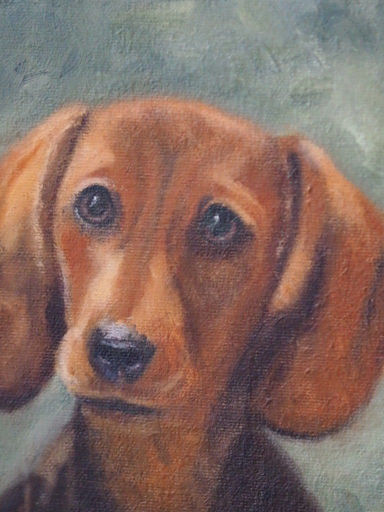 Dachshund portrait - Natalia Willmott