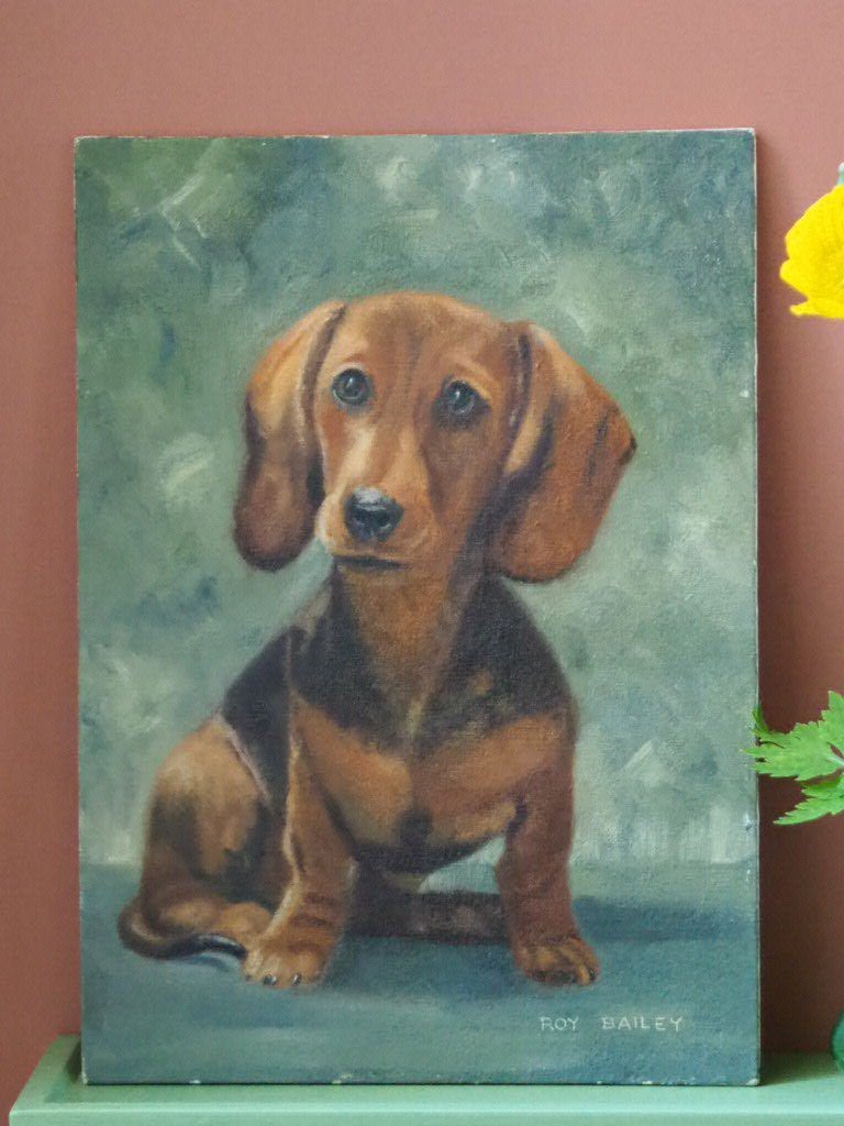 Dachshund portrait - Natalia Willmott