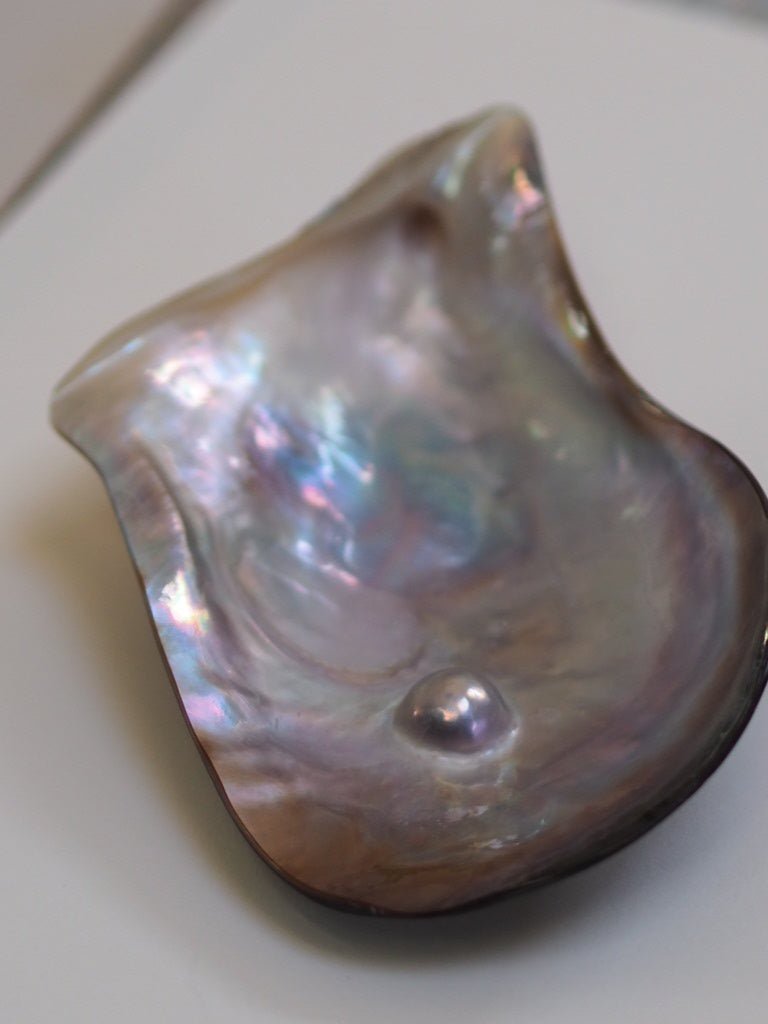 Lip water shell blister pearl dish - Natalia Willmott