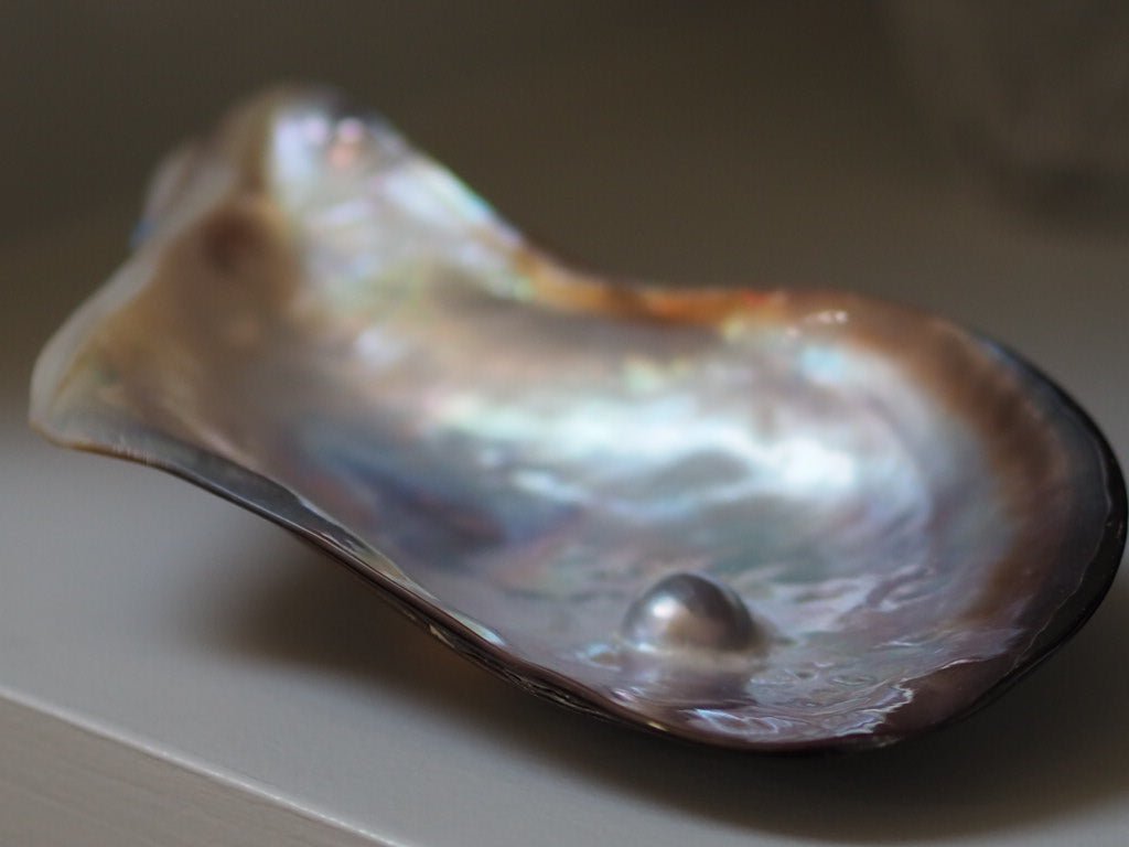 Lip water shell blister pearl dish - Natalia Willmott