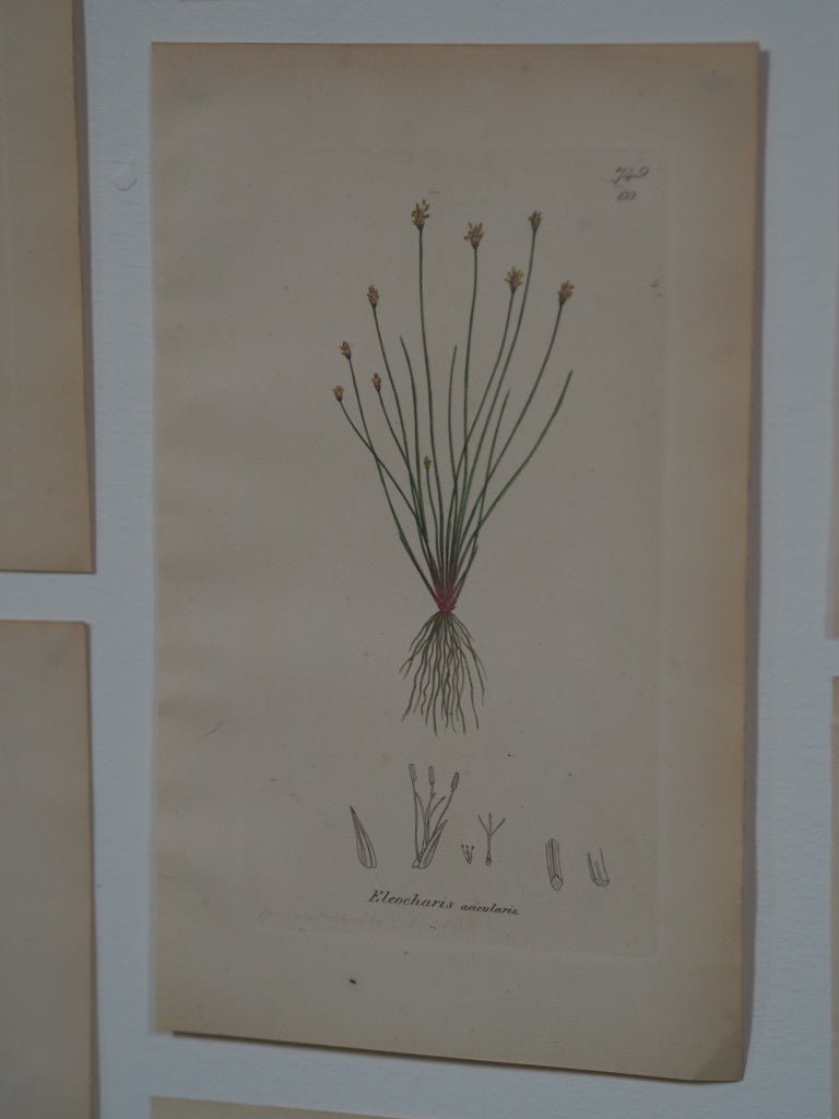 15 antique botanical studies - Natalia Willmott