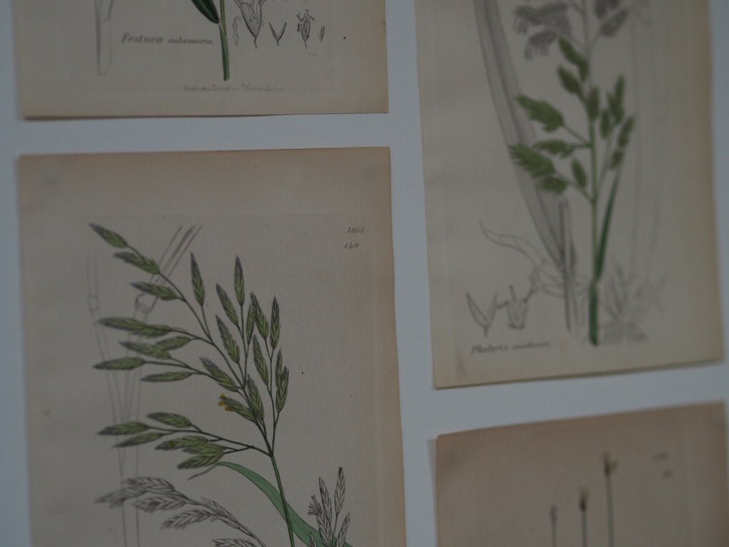 15 antique botanical studies - Natalia Willmott