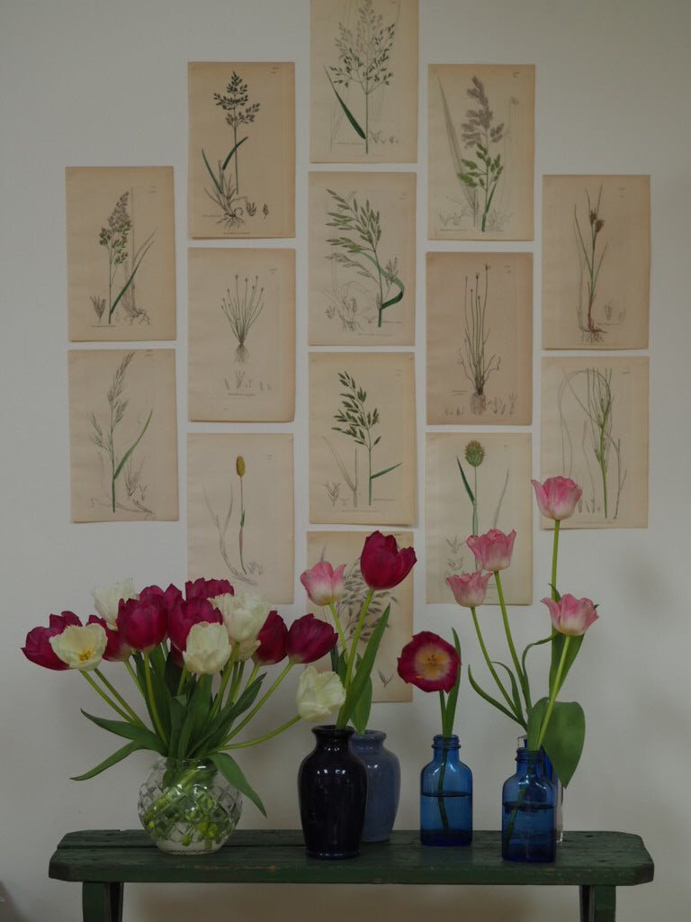 15 antique botanical studies - Natalia Willmott