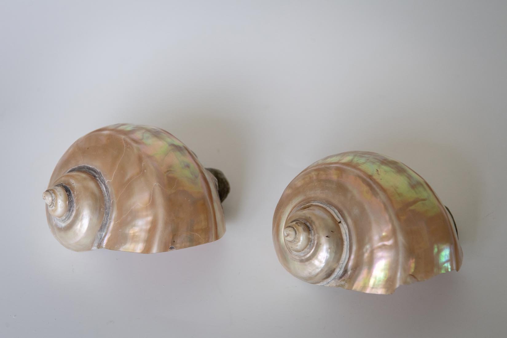 Antique Giant Turbo Marmoratus shell - Natalia Willmott