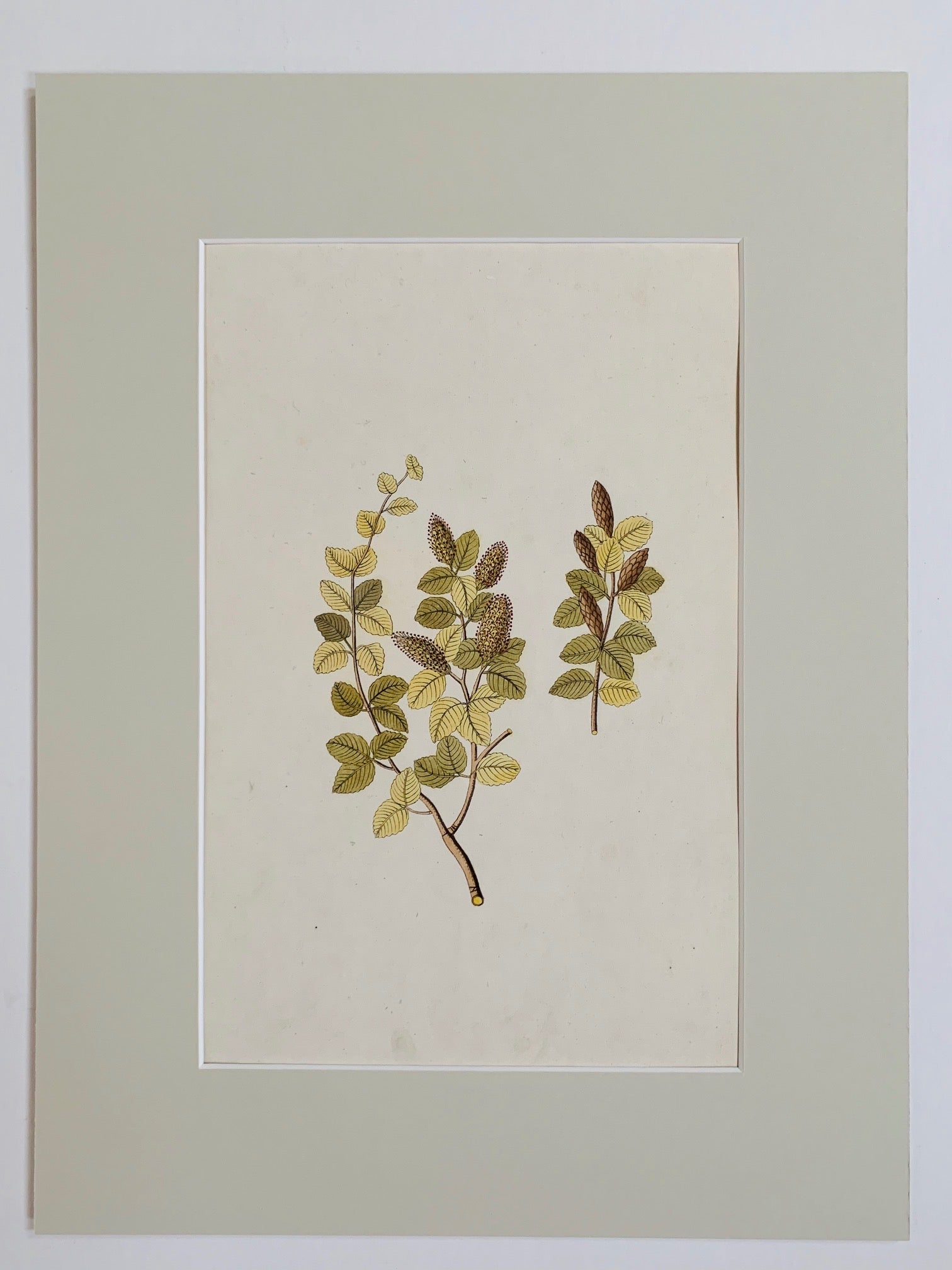 Birch tree botanical study - Natalia Willmott