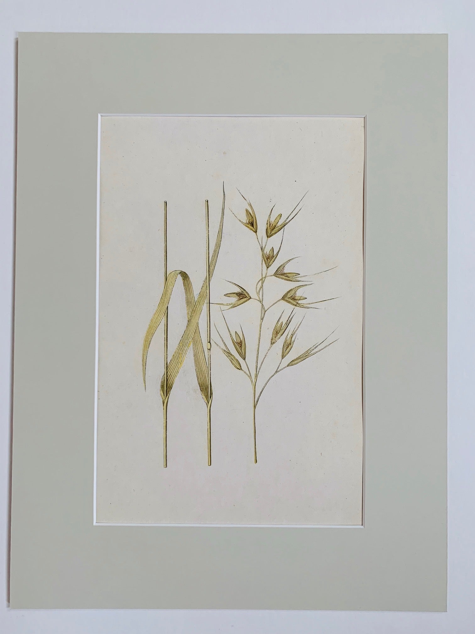 Blue oat grass Botanical Study - Natalia Willmott