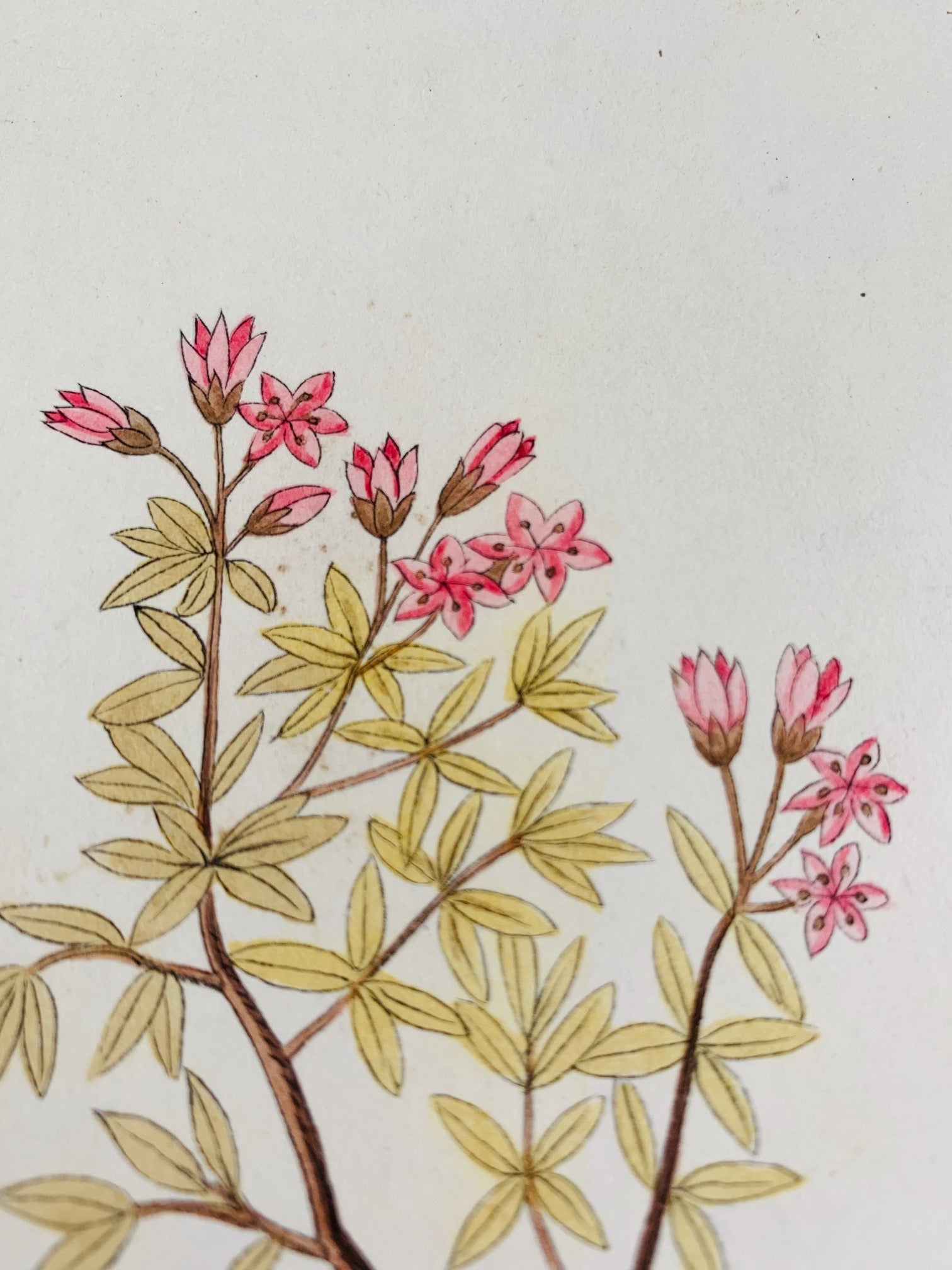 Cherry blossom Botanical Study - Natalia Willmott