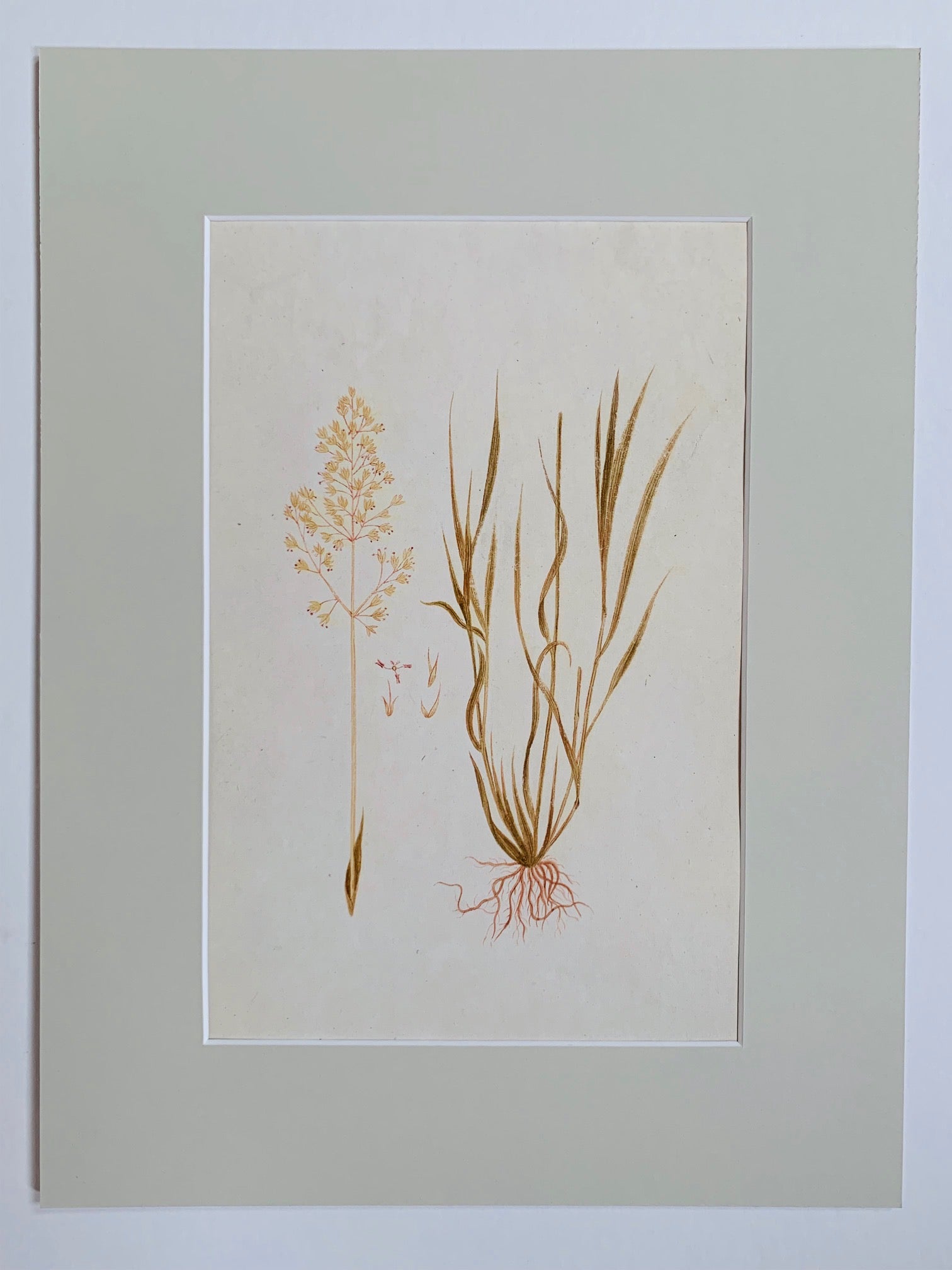 Common bent botanical study - Natalia Willmott