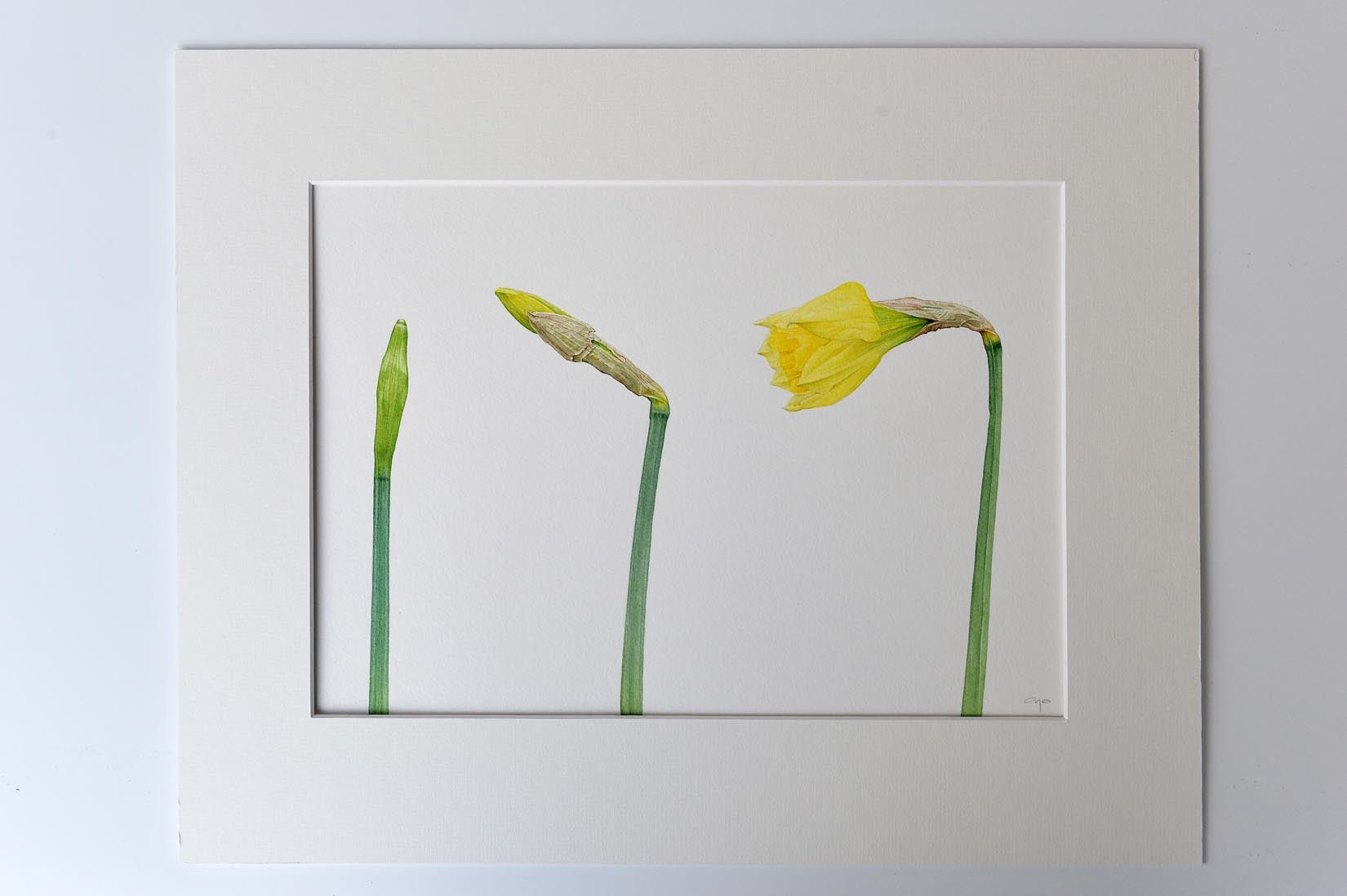 Daffodils watercolour by Mark Azopardi - Natalia Willmott