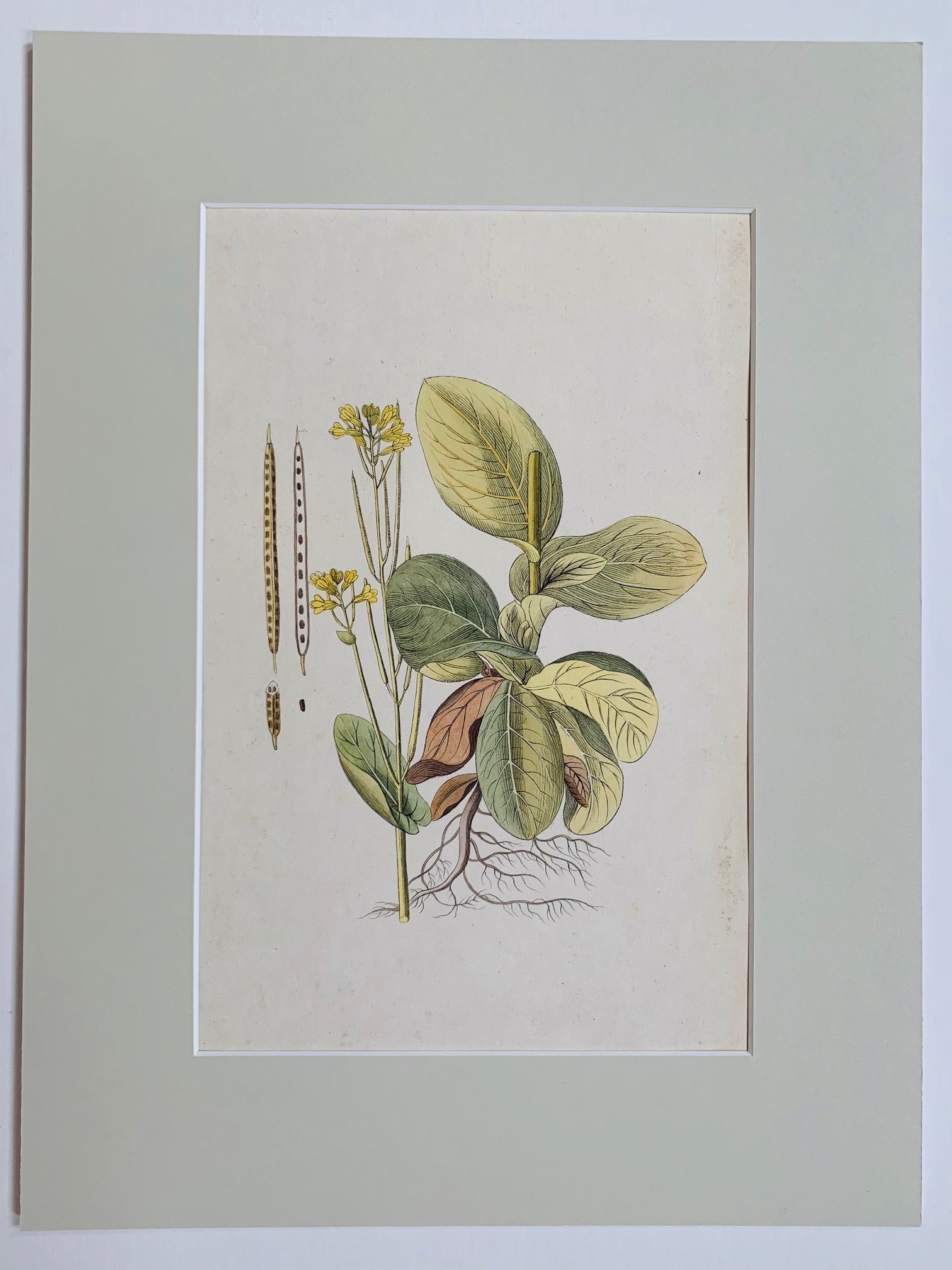 Field mustard Botanical Study - Natalia Willmott