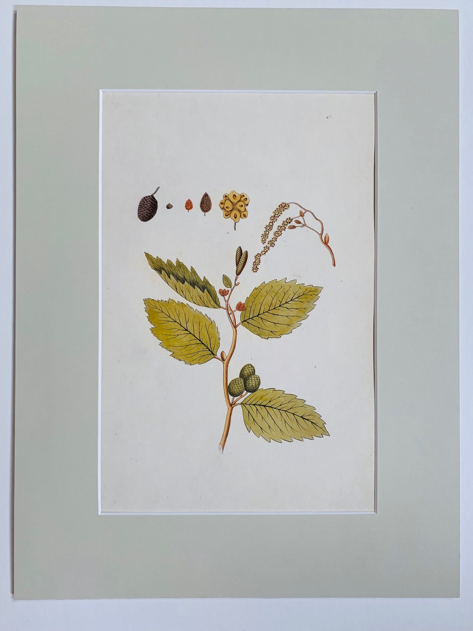 Grey alder botanical study - Natalia Willmott