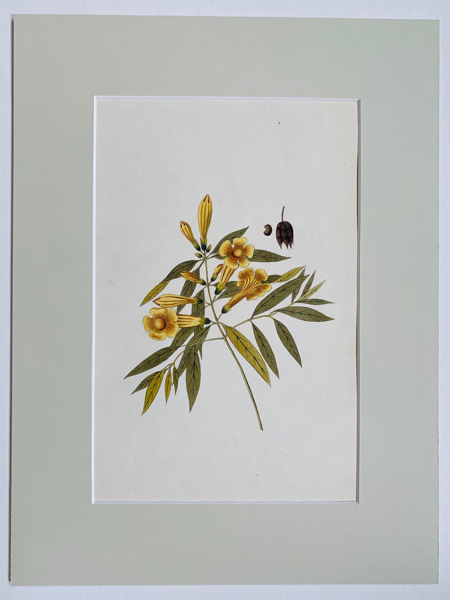 Gum tree botanical study - Natalia Willmott