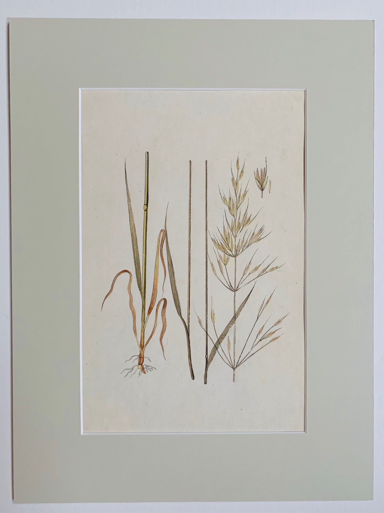 Meadow oat grass botanical study - Natalia Willmott