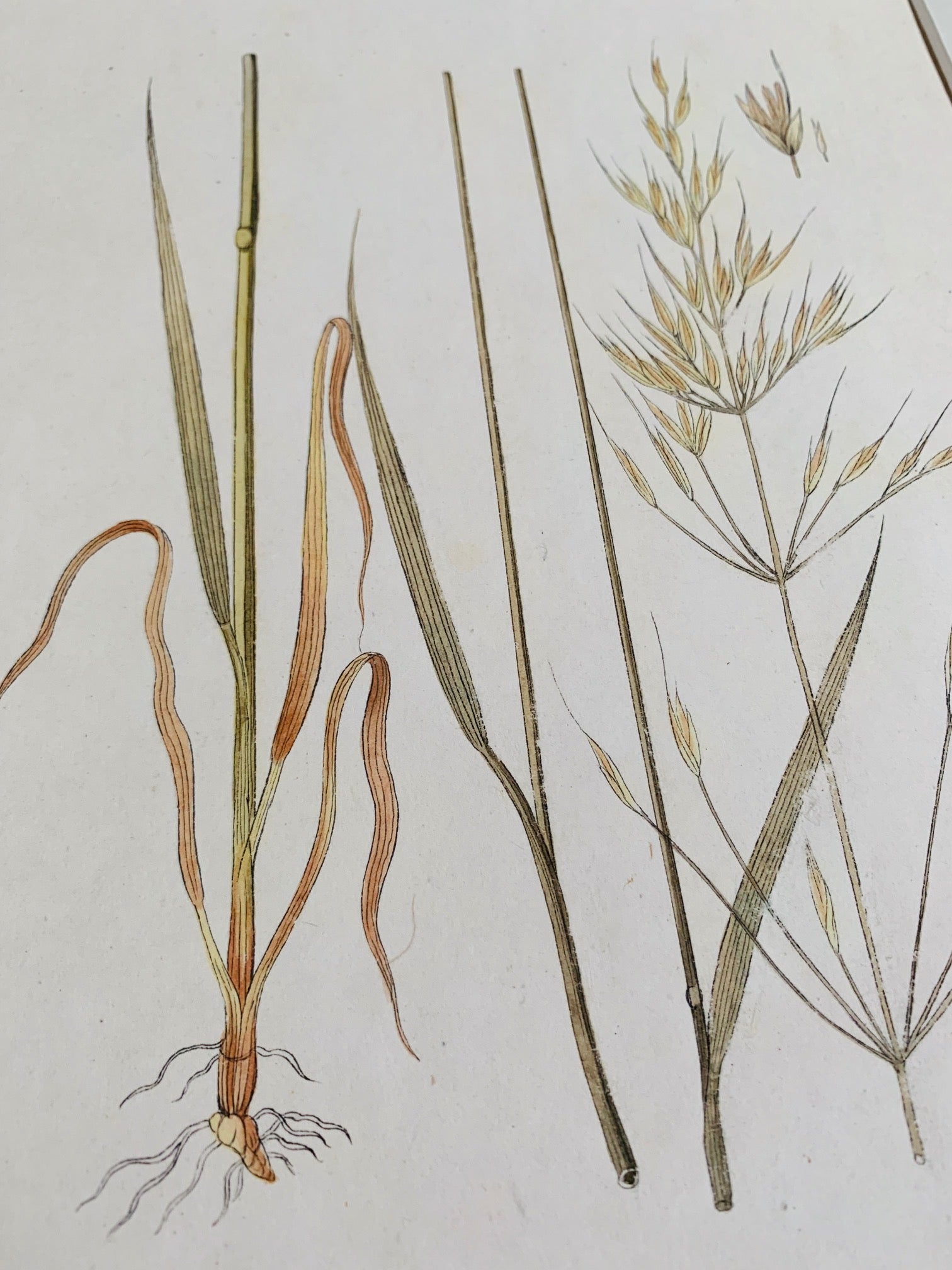 Meadow oat grass botanical study - Natalia Willmott