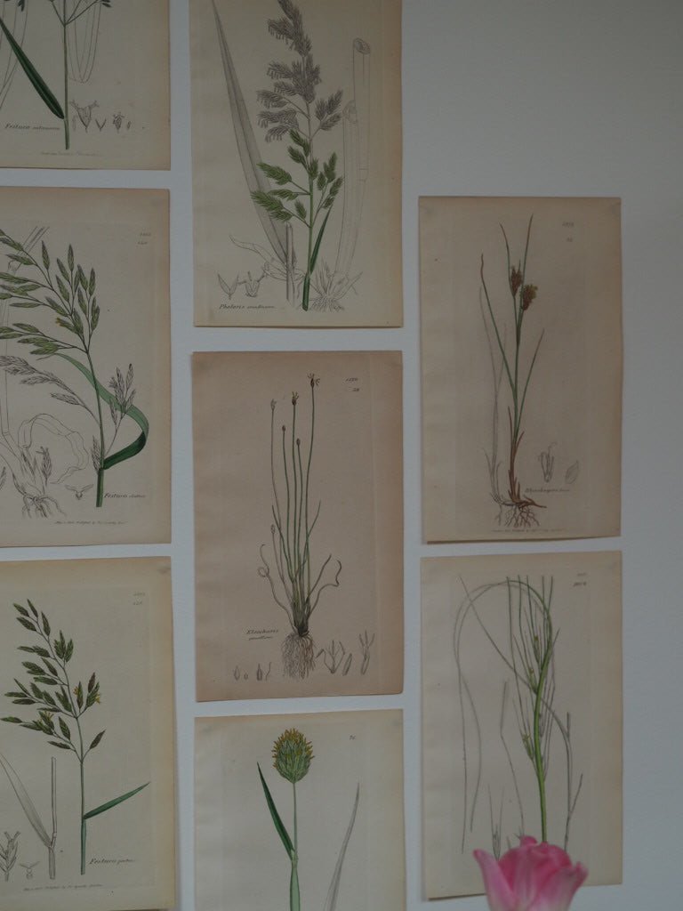 Pair of antique botanical studies - Natalia Willmott