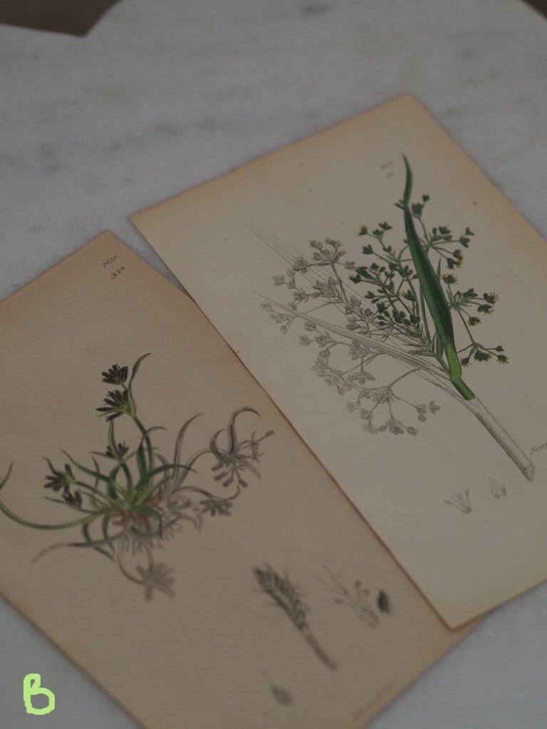 Pair of antique botanical studies - Natalia Willmott