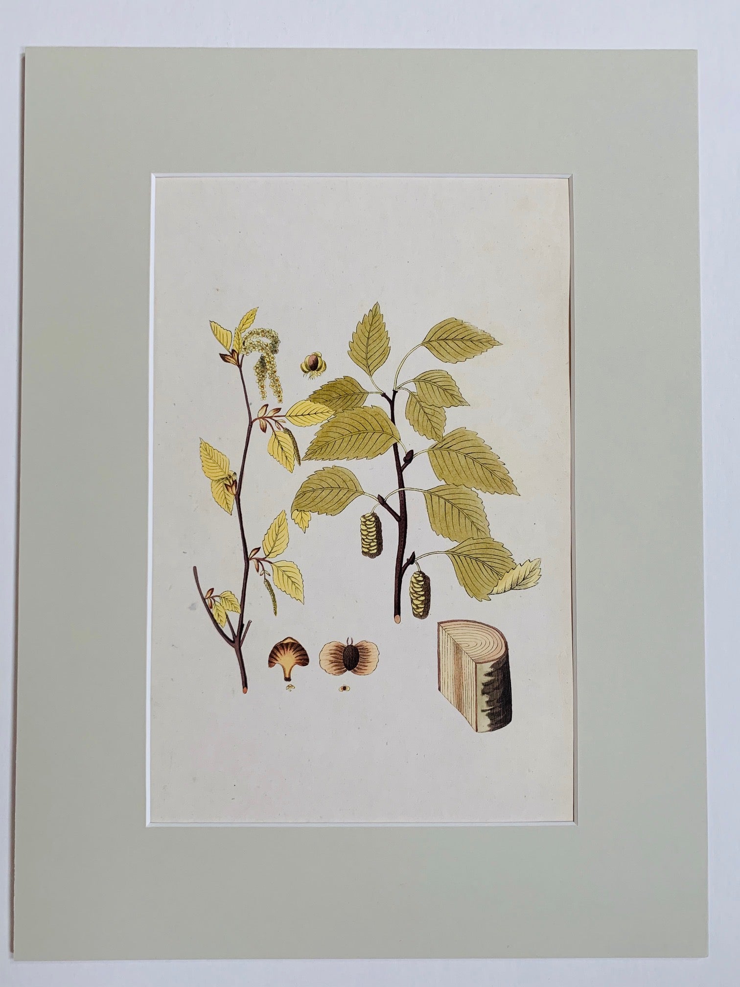 Silver birch tree botanical study - Natalia Willmott