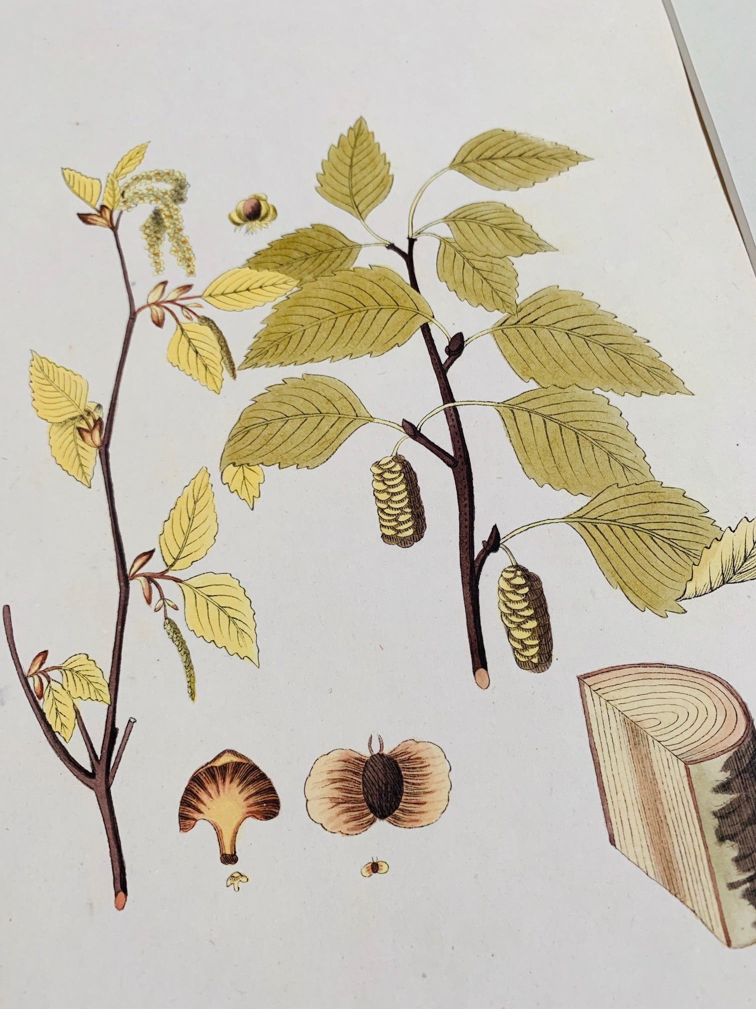 Silver birch tree botanical study - Natalia Willmott