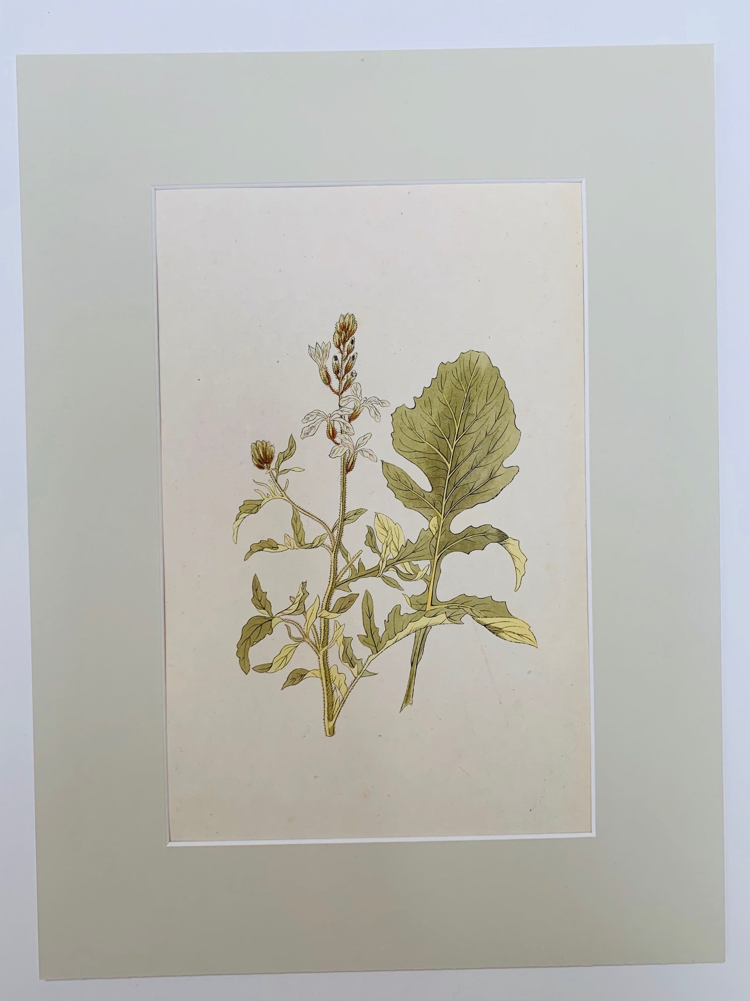 Wild Radish Botanical Study - Natalia Willmott